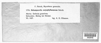 Melampsorella elatina image